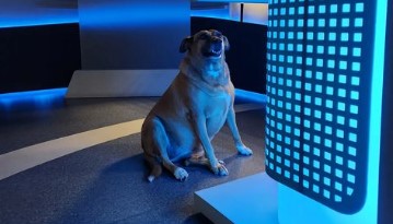 VÍDEO | Cadela caramelo invade estúdio durante telejornal e diverte espectadores