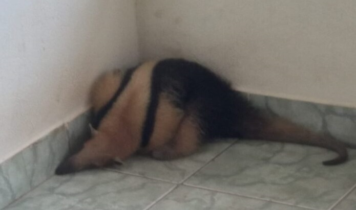 Moradora flagra tamanduá tirando “soneca” na varanda de casa no ES