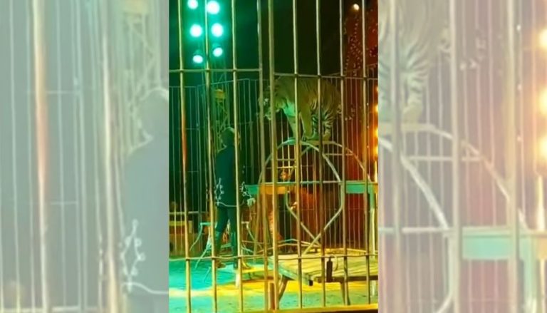 Domador de animais é atacado por tigre durante apresentação na Itália