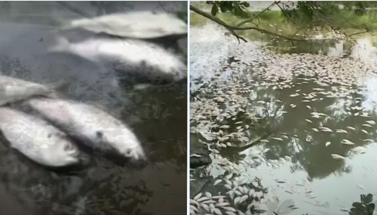 Centenas de peixes aparecem mortos em lagoa e causas são investigadas
