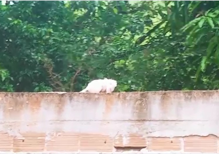 Vídeo | Animal raro é encontrado em bairro de Cachoeiro de Itapemirim