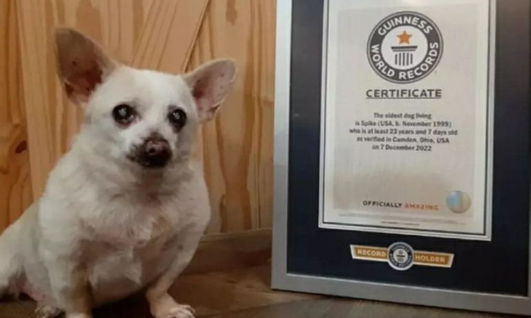 Chihuahua de 23 anos recebe título de cachorro mais velho do mundo