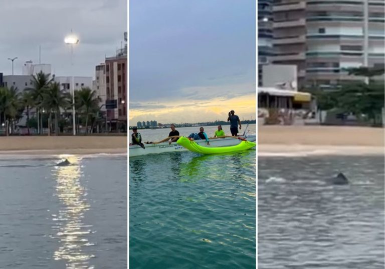 Banhista flagra golfinhos na Praia de Camburi. Assista