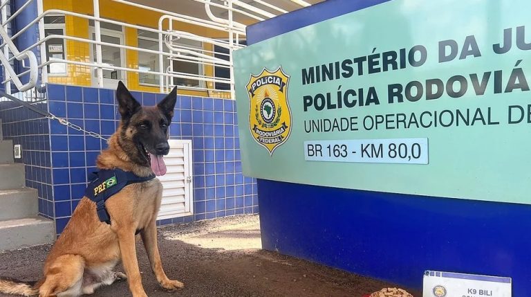 Cão farejador se “aposenta” da PRF e ganha festa com bolo de ração e mergulho