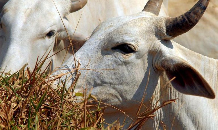 Agência confirma teste positivo para ‘vaca louca’ no Pará
