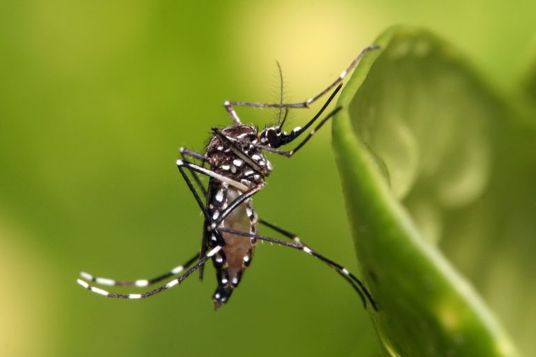 Anvisa aprova 1ª vacina contra a dengue de uso amplo