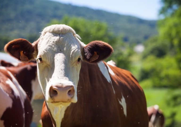 Ministério da Agricultura confirma que caso de “vaca louca” no Pará é atípico