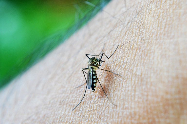Nova vacina da dengue deve chegar ao Brasil neste ano. Veja previsão