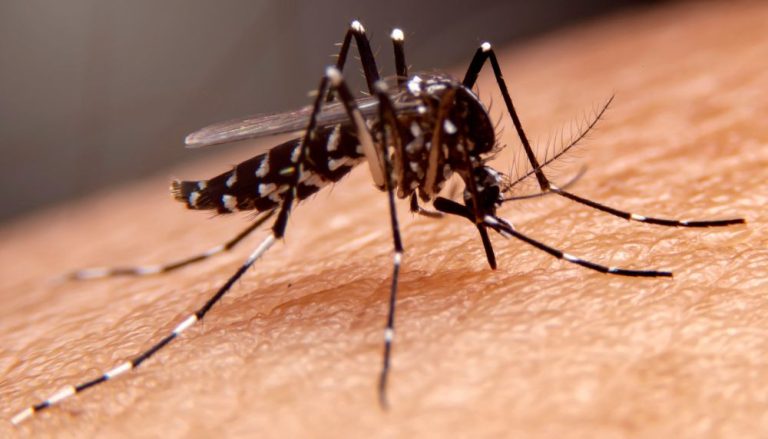 Adolescentes internados em estado grave com dengue