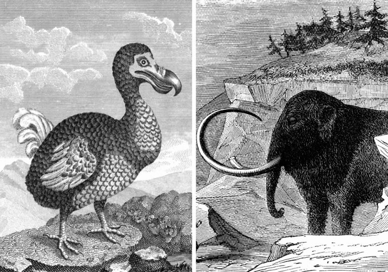 Chances de trazer mamute e dodô de volta à vida são baixas
