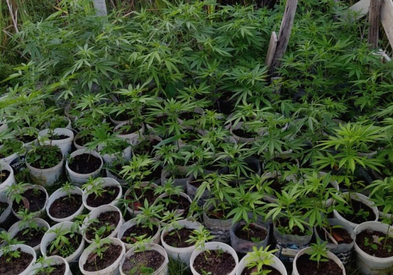 Polícia apreende mais de 100 pés de maconha em casa no Sul do ES