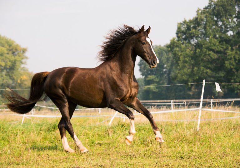Acusado de furtar cavalo no ES é condenado a pagar R$ 2.500 a proprietário