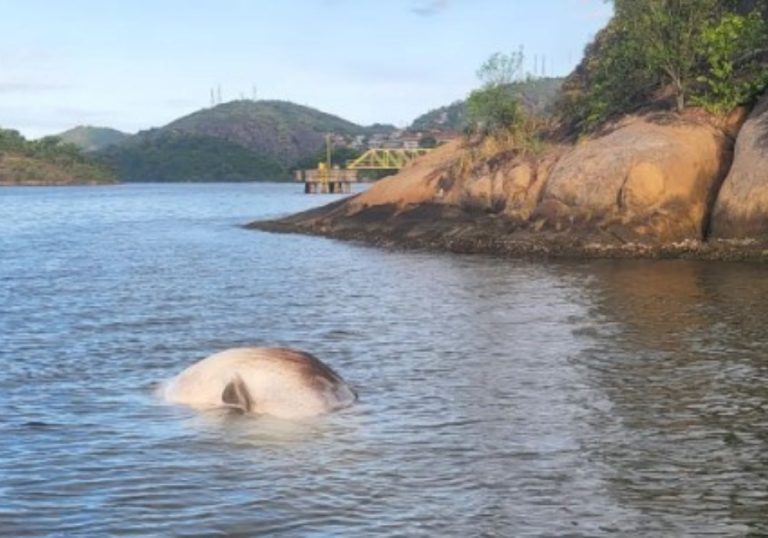 Carcaça de baleia é encontrada na Baía de Vitória
