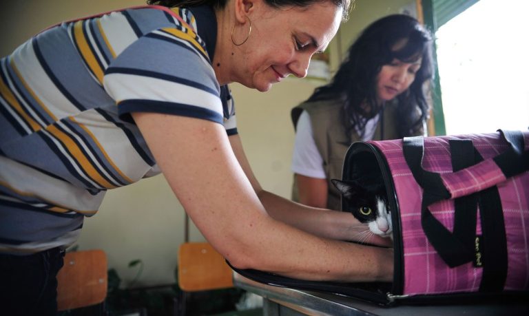 Anac abre debate com aéreas sobre transporte de animais em aviões