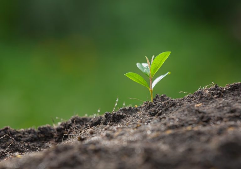 Estudo revela que plantas estressadas emitem sons