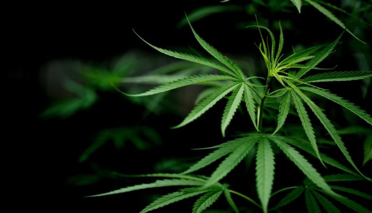 UFSC inicia plantio de maconha para pesquisa após autorização da Justiça