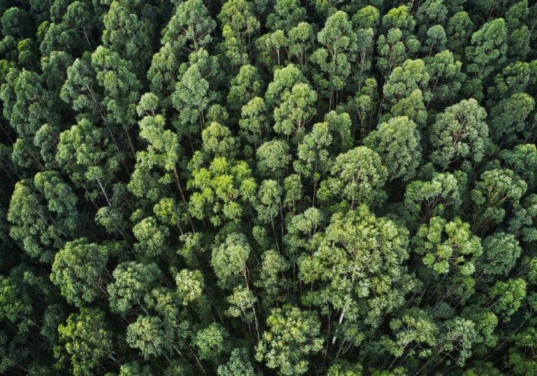 Veja como cientistas sabem se um desastre é causado por mudanças climáticas