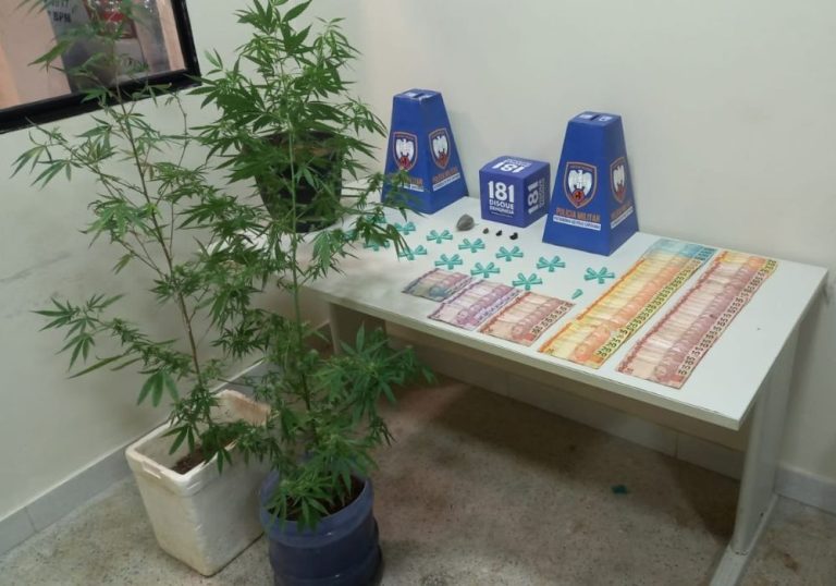 Pés de maconha são apreendidos em casas de Guarapari