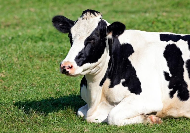 Explosão mata 18 mil vacas e deixa mulher ferida nos EUA. Veja o motivo