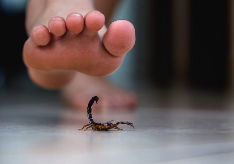 Menino fica sem andar e sem enxergar após picada de escorpião no CE
