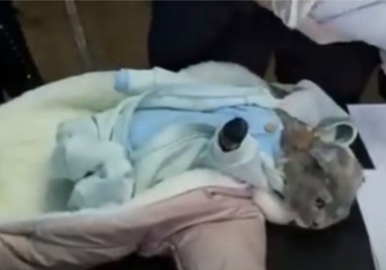 Mulher é presa após colocar drogas em gato vestido de bebê