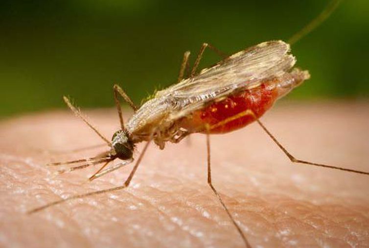 Brasil testa nova droga e busca protocolo de cura radical para malária