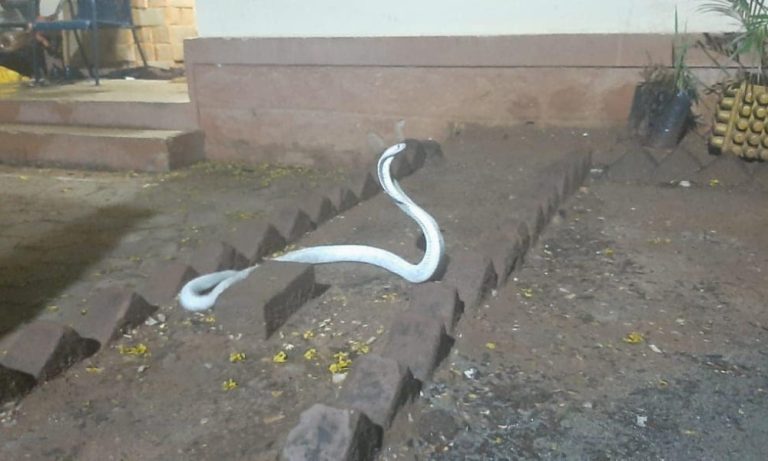 Naja albina super rara é encontrada dentro de casa na Índia