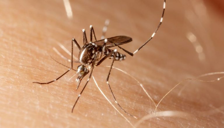 Fiocruz detecta dengue tipo 3 no Brasil após 15 anos sem epidemia