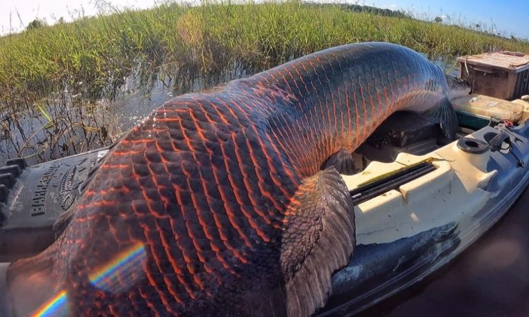 Pescador fisga ‘monstro’ de 2,5 m na Amazônia e quase leva nocaute