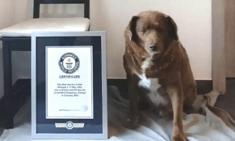 Cachorro mais velho do mundo comemora aniversário de 31 anos