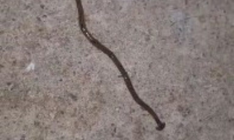 Verme “imortal” é encontrado por moradora na varanda de casa na Serra