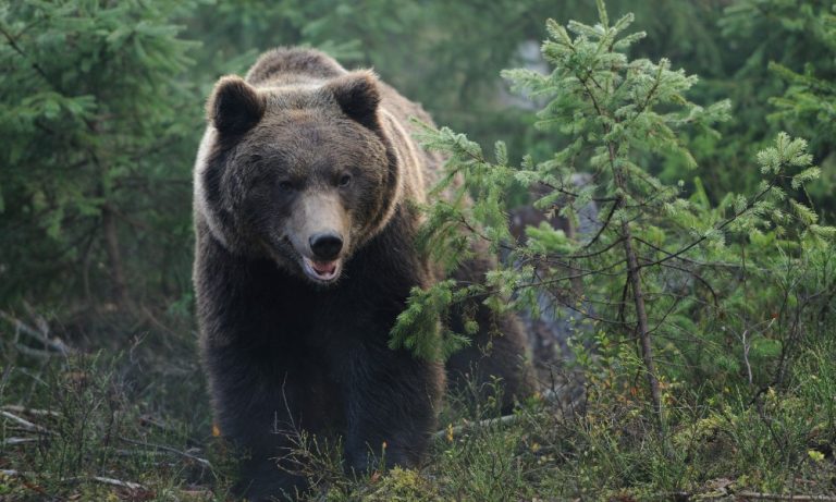 Itália suspende sacrifício de ursa que matou alpinista após impasse jurídico