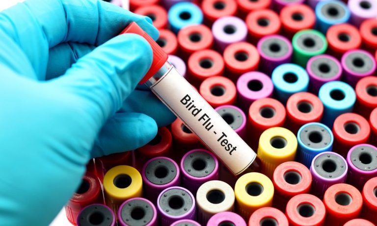 Rio de Janeiro confirma terceiro caso de gripe aviária em pássaro silvestre
