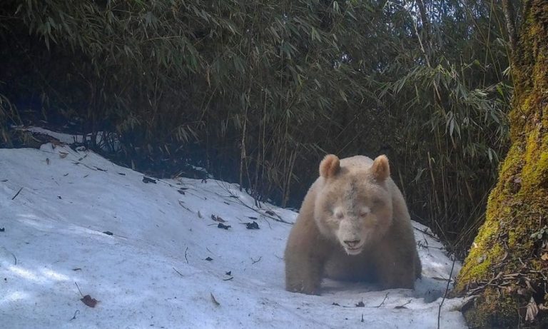 Panda albino raro é fotografado pela 2ª vez em reserva na China
