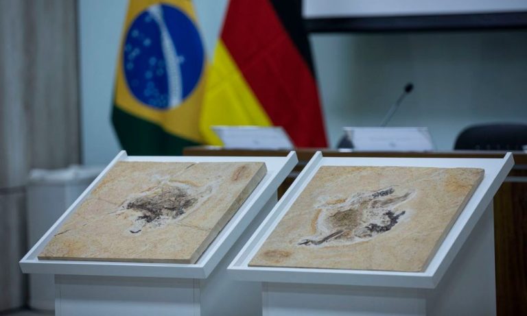 Após quase 30 anos, Alemanha devolve fóssil do CE