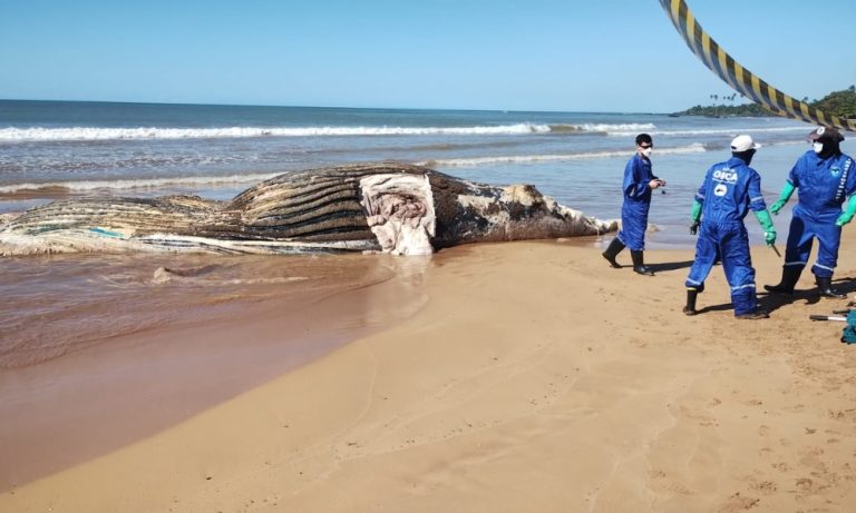 Baleia de 11 metros é encontrada morta em praia do Norte do ES