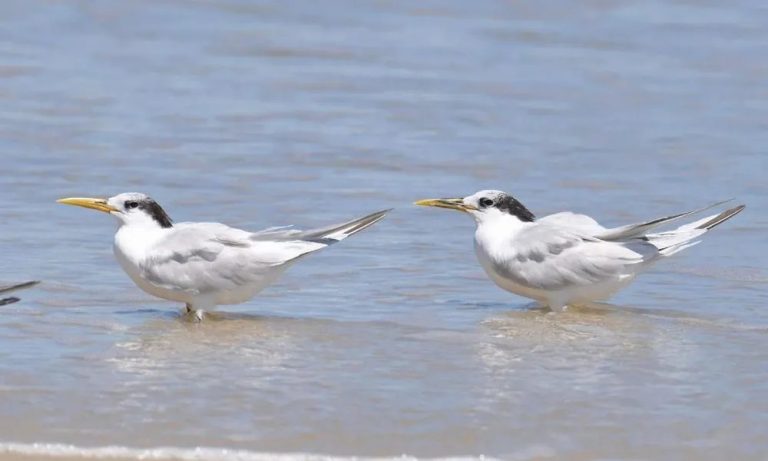 Brasil confirma o total de 36 casos de gripe aviária em aves silvestres