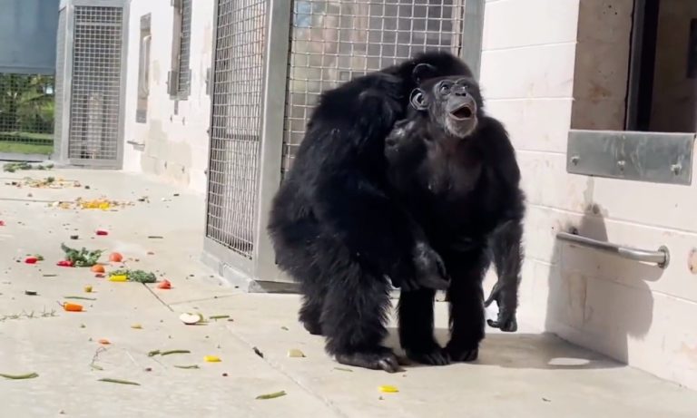 Chimpanzé que passou 28 anos confinada vê o céu pela primeira vez