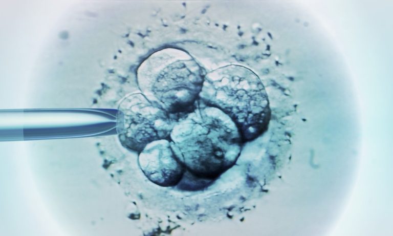 Cientistas criam embrião humano ‘sintético’ sem usar espermatozoide nem óvulo
