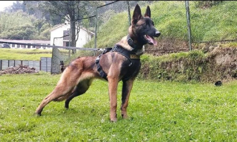 Colômbia suspende buscas por cão que ajudou a encontrar crianças na selva