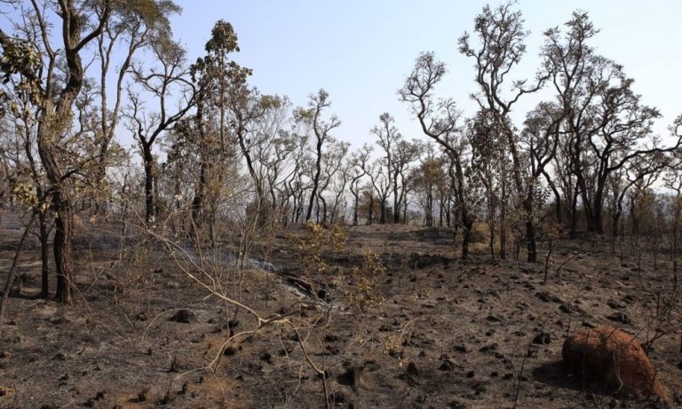 Desmatamento no cerrado tem novo recorde e cresce 83% em maio