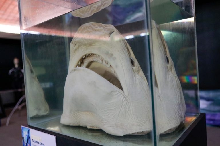 Exposição “Mar do Conhecimento” traz detalhes de animais marinhos