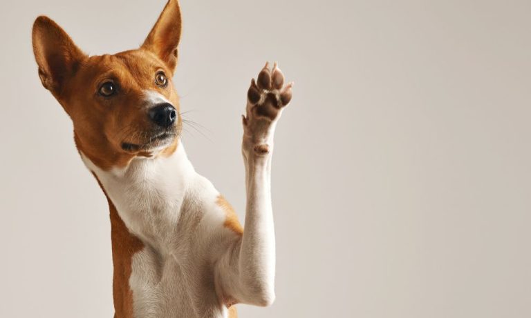 Família britânica oferece R$ 600 mil por ano de salário para “babá” de cães