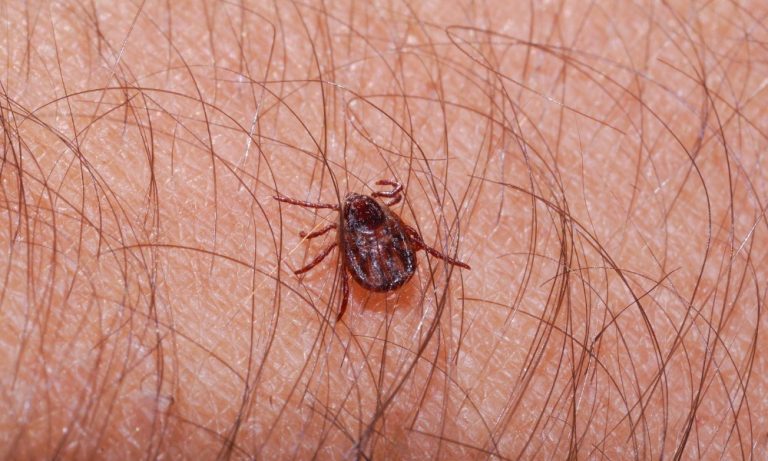 Febre maculosa: sobe para dez número de casos suspeitos após eventos em fazenda