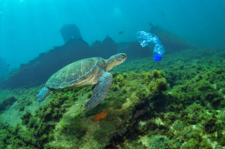 Fernando de Noronha sedia encontro em defesa dos mares
