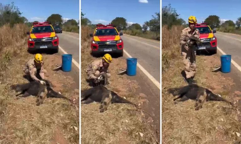 Filhote de tamanduá é achado agarrado à mãe morta em rodovia