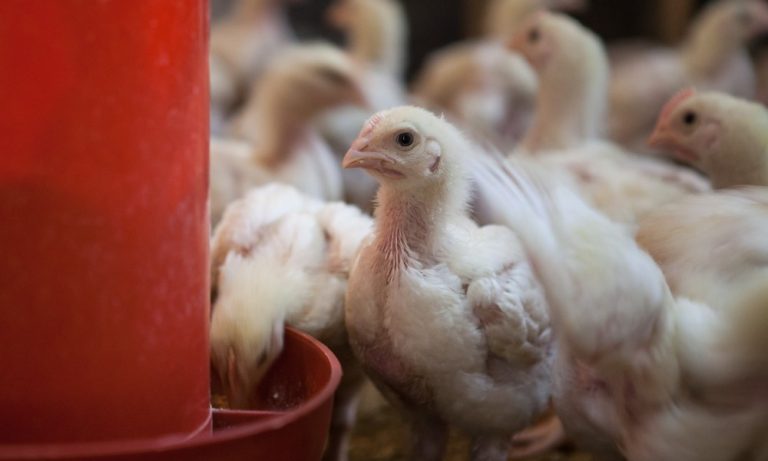 Japão suspende a compra de aves do Espírito Santo após caso de gripe aviária