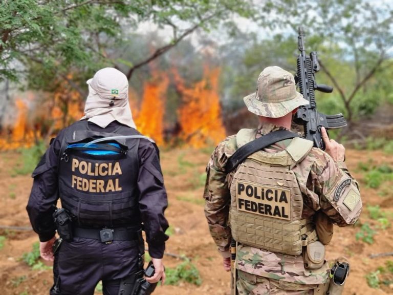 Mais de 214 mil pés de maconha são erradicados em Pernambuco