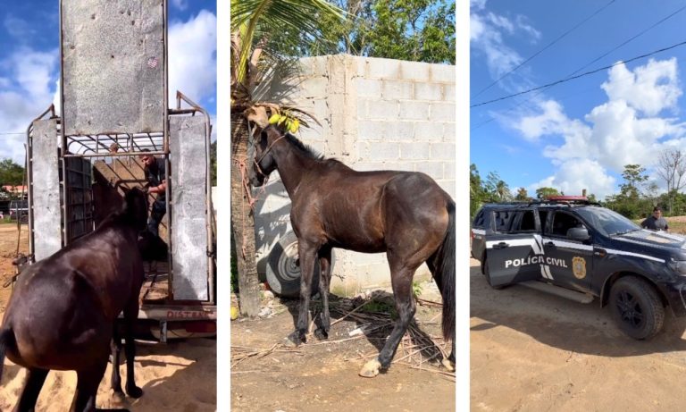 Polícia recupera égua furtada de fazenda no ES