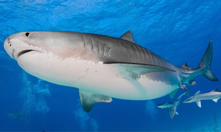 Russo morre após ser atacado por tubarão no Mar Vermelho, no Egito